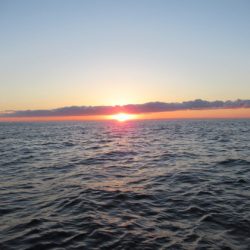 真祐丸 (しんゆうまる) 釣果