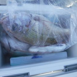 遊漁船 幸友丸 釣果