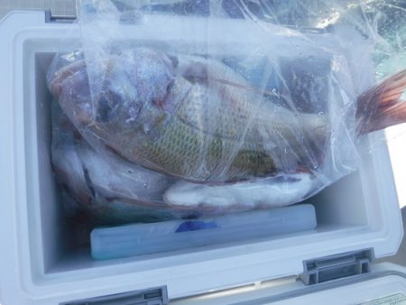 遊漁船 幸友丸 釣果