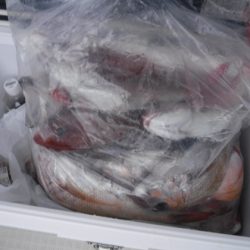 遊漁船 幸友丸 釣果