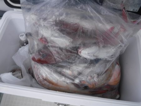 遊漁船 幸友丸 釣果