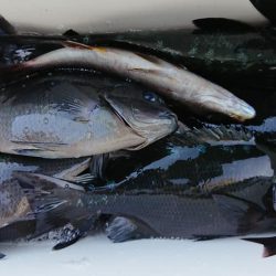 伊豆下田フィッシング 釣果