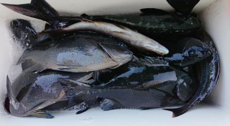 伊豆下田フィッシング 釣果