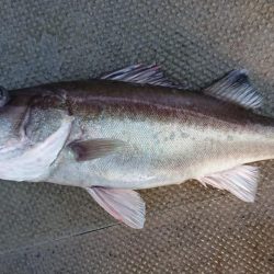 伊豆下田フィッシング 釣果