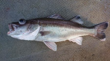 伊豆下田フィッシング 釣果