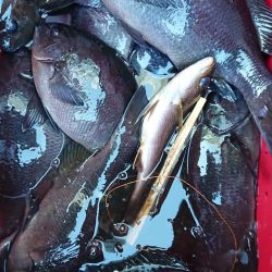 伊豆下田フィッシング 釣果