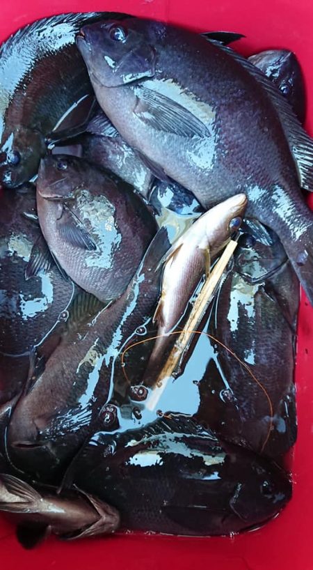 伊豆下田フィッシング 釣果