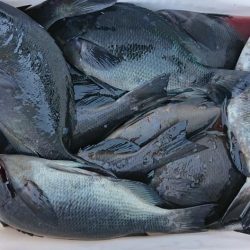 伊豆下田フィッシング 釣果