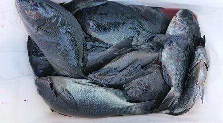 伊豆下田フィッシング 釣果