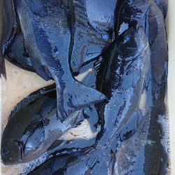 伊豆下田フィッシング 釣果