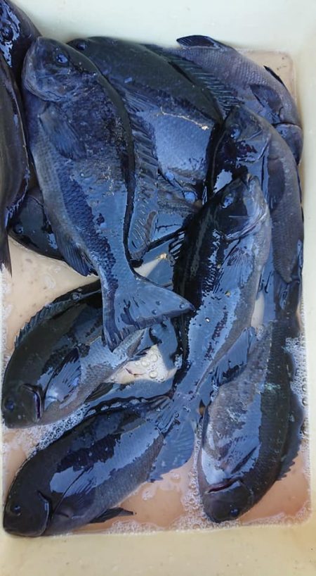 伊豆下田フィッシング 釣果