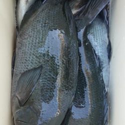 伊豆下田フィッシング 釣果