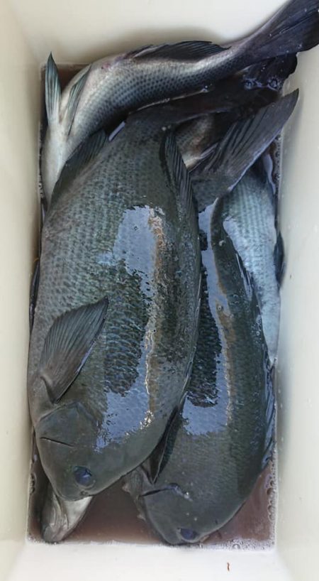 伊豆下田フィッシング 釣果