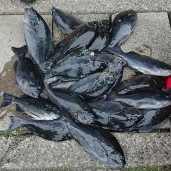 伊豆下田フィッシング 釣果