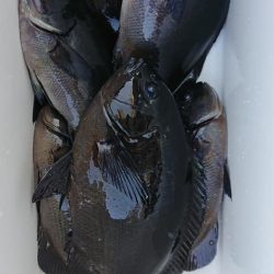 伊豆下田フィッシング 釣果