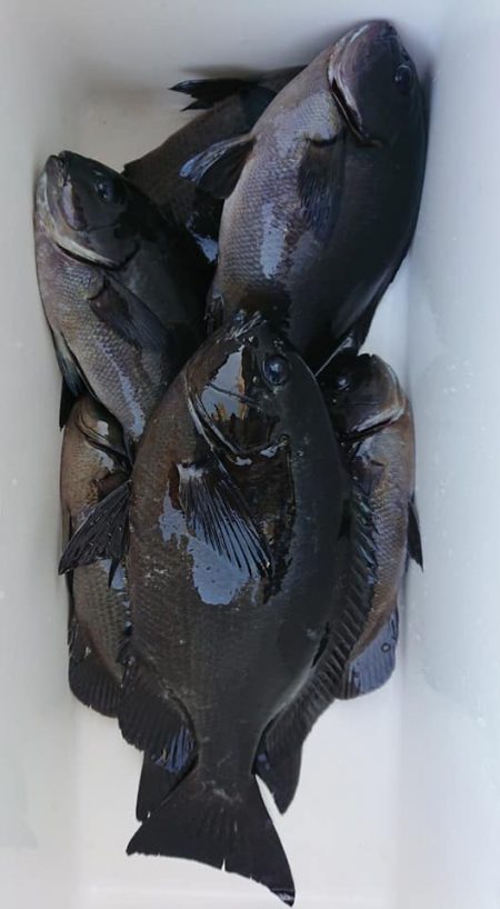 伊豆下田フィッシング 釣果