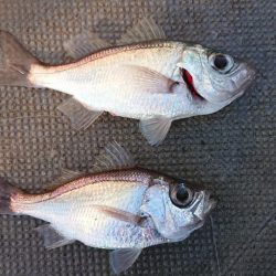 伊豆下田フィッシング 釣果