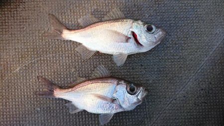 伊豆下田フィッシング 釣果