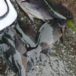 伊豆下田フィッシング 釣果