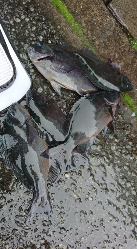 伊豆下田フィッシング 釣果