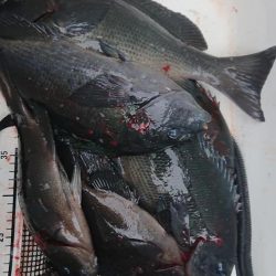 伊豆下田フィッシング 釣果