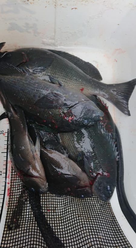 伊豆下田フィッシング 釣果