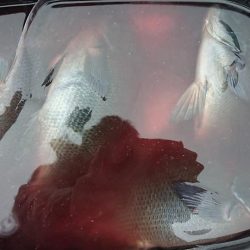 伊豆下田フィッシング 釣果