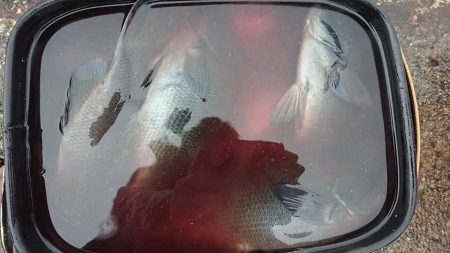 伊豆下田フィッシング 釣果