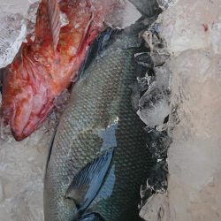 伊豆下田フィッシング 釣果