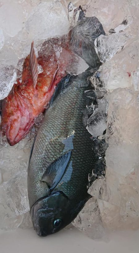 伊豆下田フィッシング 釣果