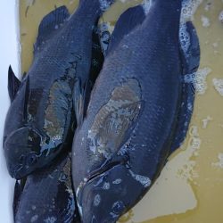 伊豆下田フィッシング 釣果