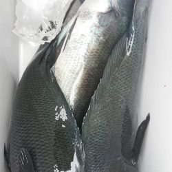 伊豆下田フィッシング 釣果