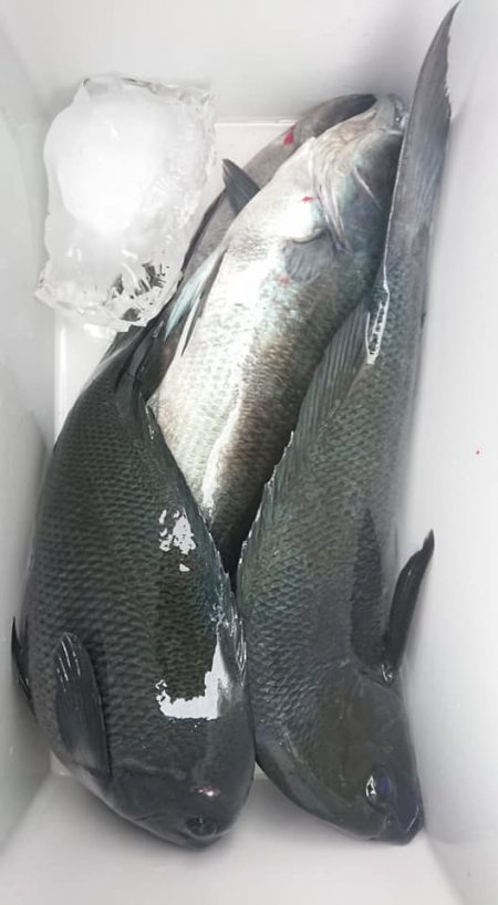 伊豆下田フィッシング 釣果