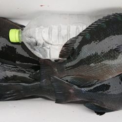 伊豆下田フィッシング 釣果