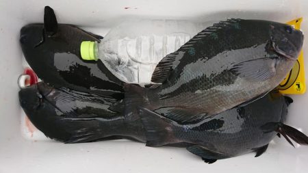 伊豆下田フィッシング 釣果