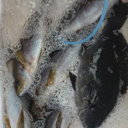 伊豆下田フィッシング 釣果