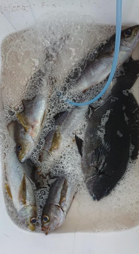 伊豆下田フィッシング 釣果