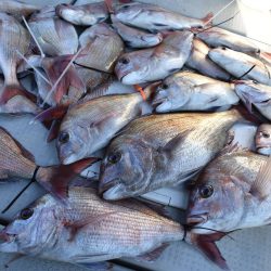 Fisherman Dreams DI 釣果