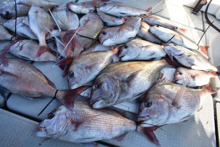 Fisherman Dreams DI 釣果