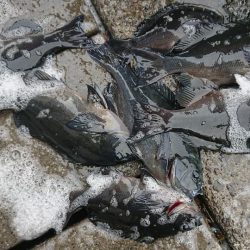 伊豆下田フィッシング 釣果