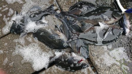 伊豆下田フィッシング 釣果