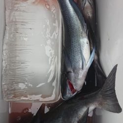 伊豆下田フィッシング 釣果