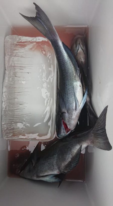 伊豆下田フィッシング 釣果