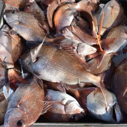 Fisherman Dreams DI 釣果