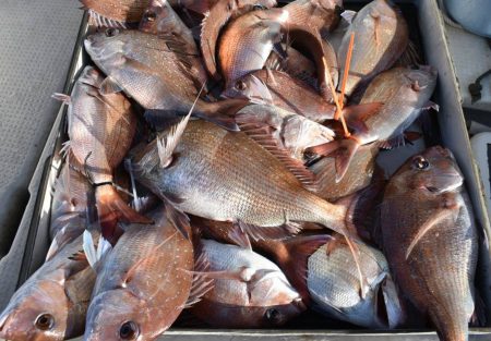 Fisherman Dreams DI 釣…