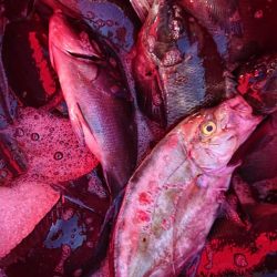 伊豆下田フィッシング 釣果