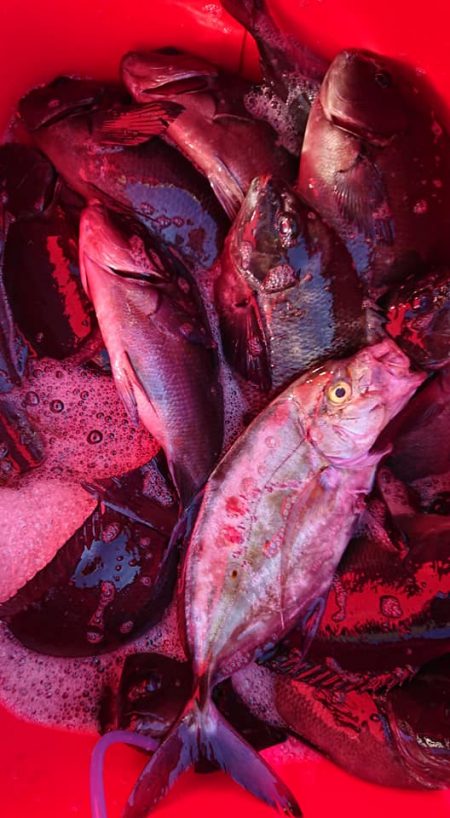 伊豆下田フィッシング 釣果