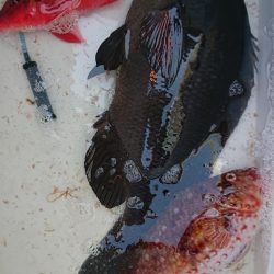 伊豆下田フィッシング 釣果