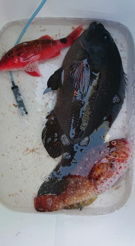 伊豆下田フィッシング 釣果