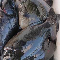 伊豆下田フィッシング 釣果